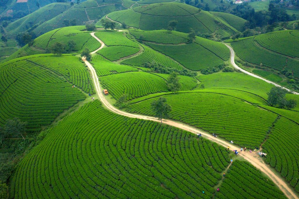Scenic aerial view of lush green tea plantations sprawling across rolling hills.