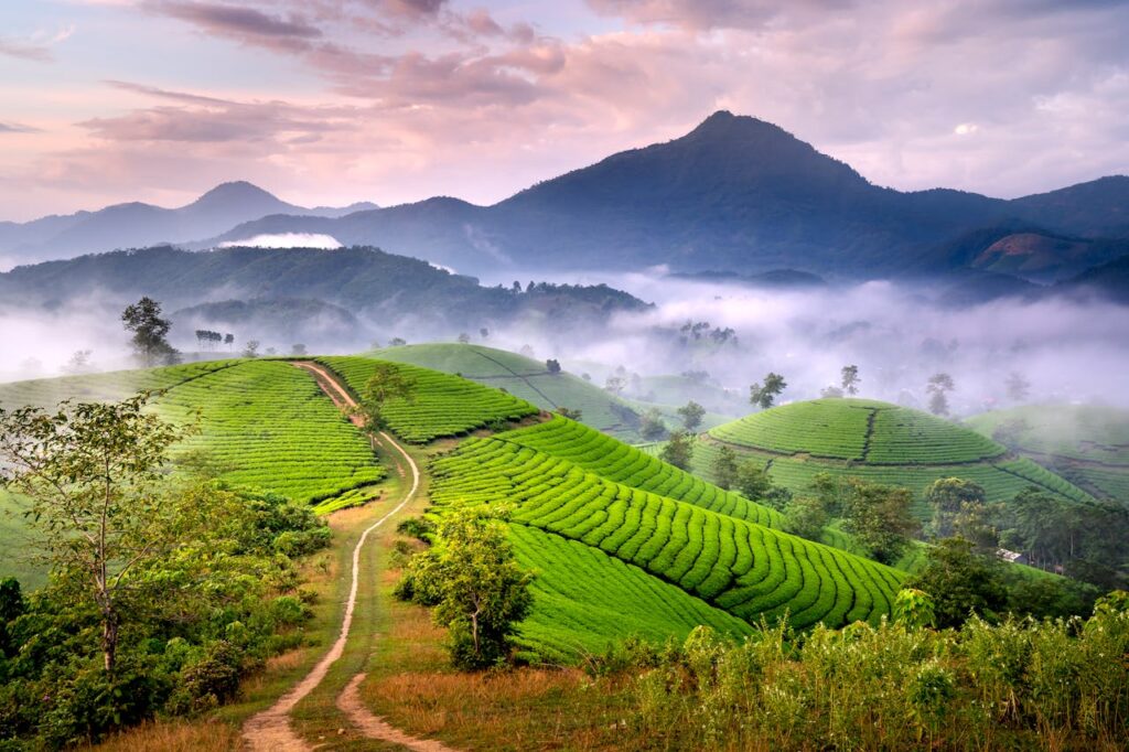 Serene misty morning view of lush green terraced rice fields and rolling hills.